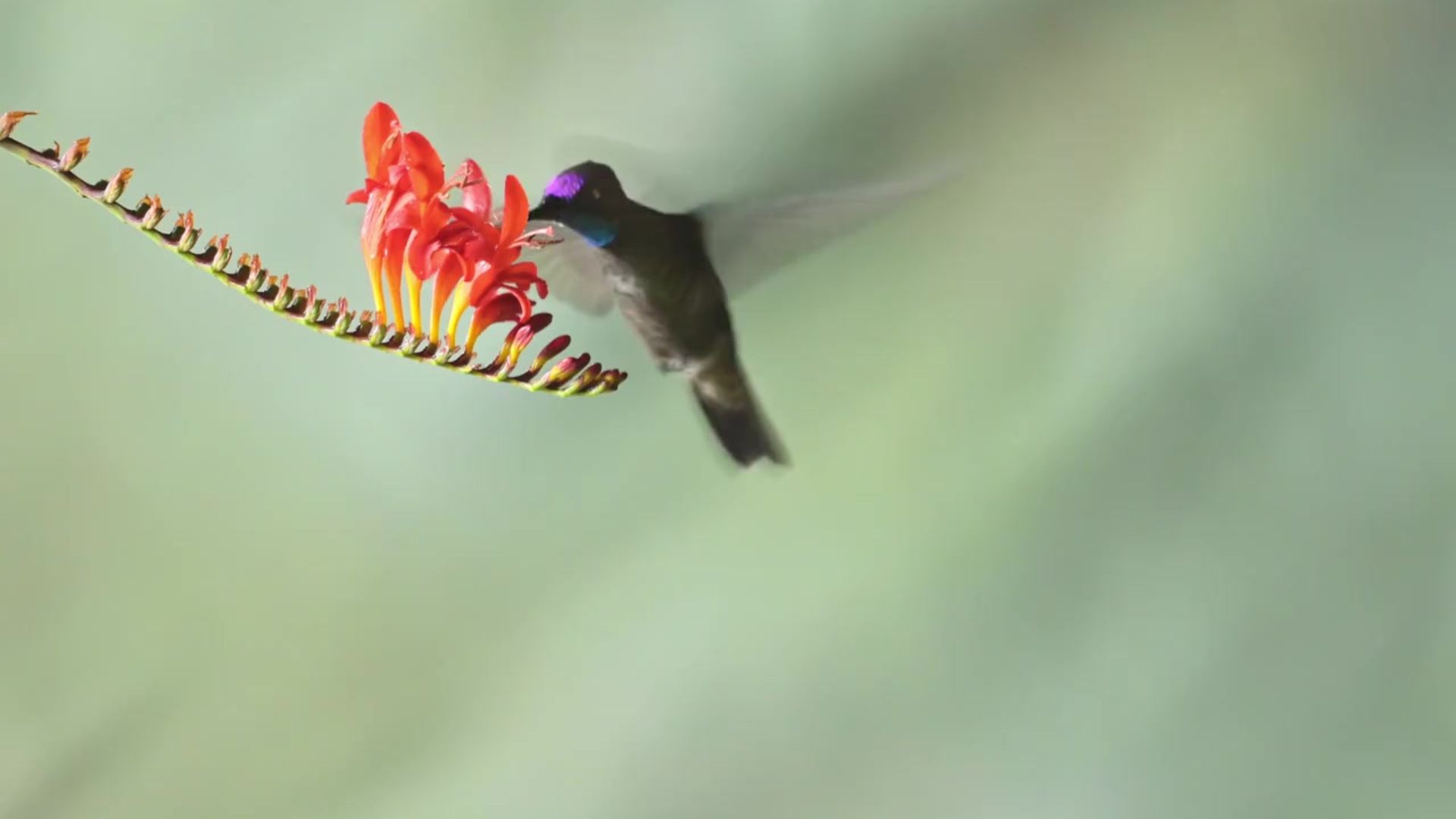 Hummingbird Flight Mastery: The Only Bird That Can Fly Backwards